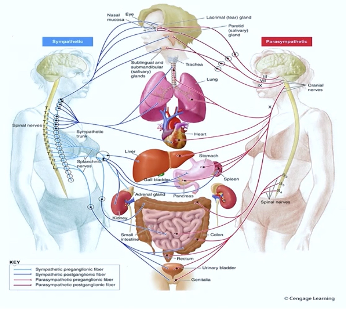 <p>Abdominal ( tummy ) </p><p>Thoracic ( chest ) </p><ul><li><p>Breathing</p></li><li><p>Heart rate</p></li><li><p>Digestive Tract</p></li><li><p>etc.</p></li></ul><p></p>