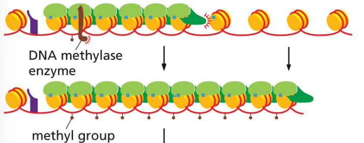 <p>attracted by reader and methylates nearby cytosines</p><p>the reader-writer chain reaction (one reader for every next histone) allows DNA methylase enzyme to methylate several linker DNAs in a row</p><p>methylation can be inherited in daughter cells</p>
