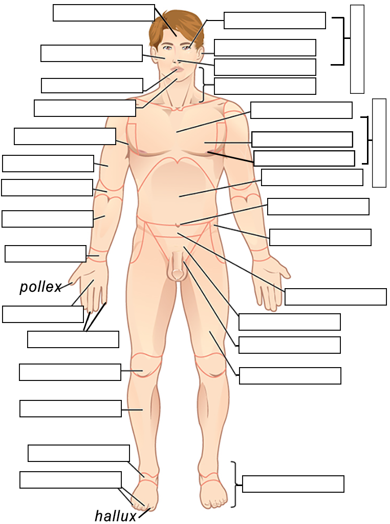 <p><span style="font-family: Arial, sans-serif">Acromial</span></p>