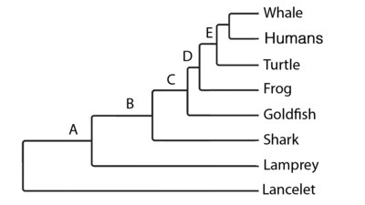 Which of these characteristics evolved at node C?