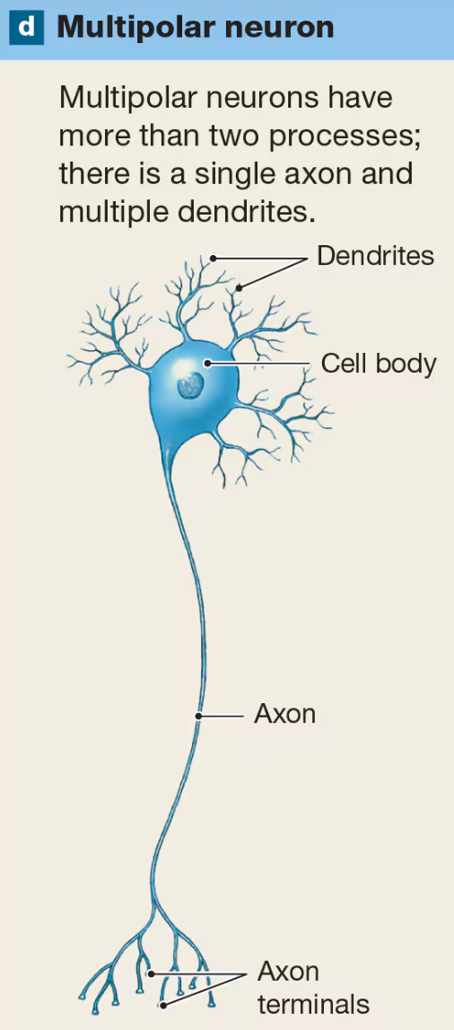 <p>have more than 2 processes with a single axon and multiple dendrites</p><p>characteristic of all motor neurons</p>