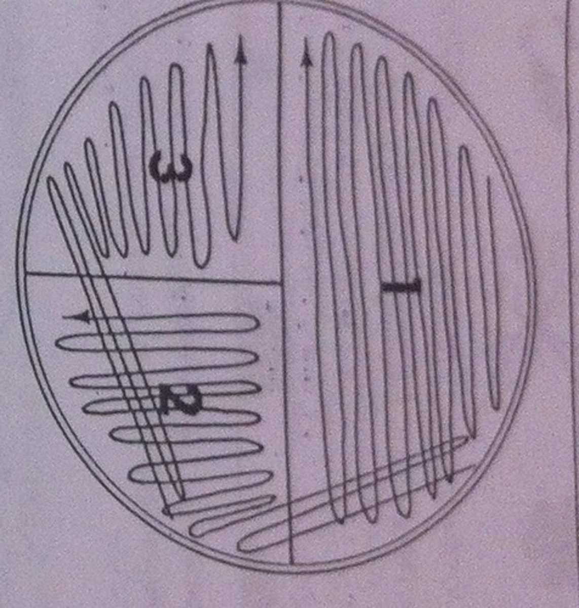 <p>streak plate (using the T Streak method)</p>