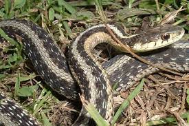  Eastern Gartersnake 