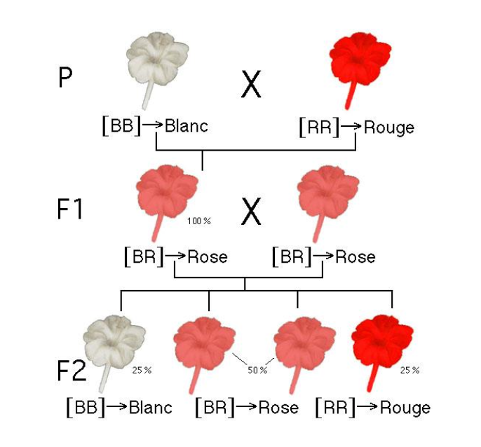 <p>Deux allèles (chez les hétérozygotes) conduisent à un <strong>phénotype intermédiaire </strong>(entre les phénotypes des deux parents).</p><p>→ 1:2:1</p><p>=&gt; Groupe sanguin ABO, drépanocytose, couleur fleur muflier</p>