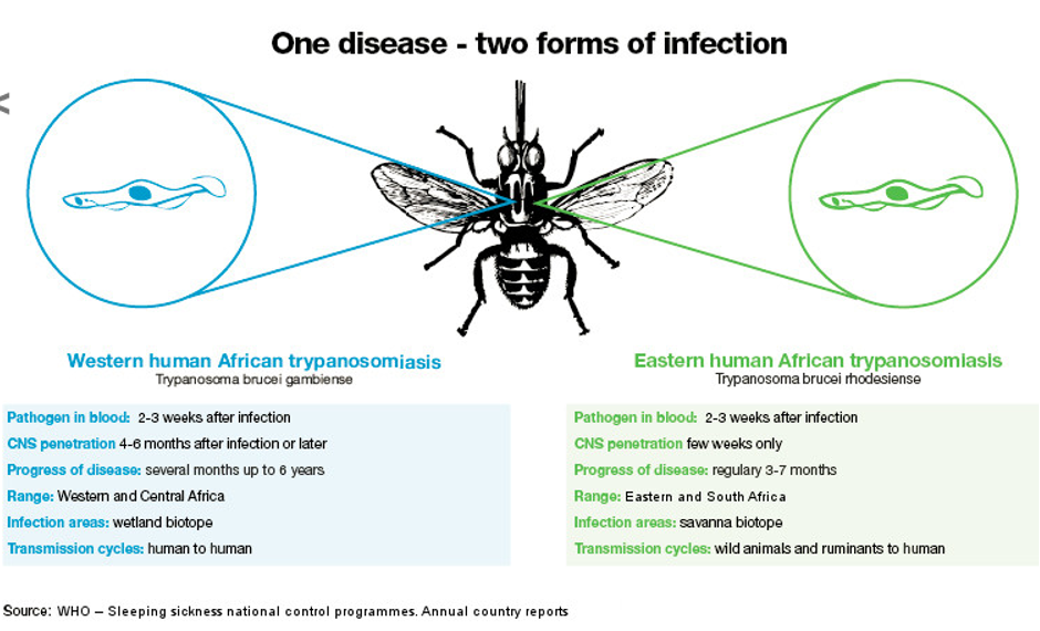 <p><span>-</span><span style="font-size: 7pt; font-family: &quot;Times New Roman&quot;">&nbsp;&nbsp;&nbsp;&nbsp;&nbsp;&nbsp; </span><span><em>T. b. gambiense</em>&nbsp;is endemic in western and central Africa.</span></p><p class="MsoListParagraphCxSpMiddle"><span>-</span><span style="font-size: 7pt; font-family: &quot;Times New Roman&quot;">&nbsp;&nbsp;&nbsp;&nbsp;&nbsp;&nbsp; </span><span><strong>Niche</strong>: connective tissues of vertebrates.</span></p><p class="MsoListParagraphCxSpMiddle"><span>-</span><span style="font-size: 7pt; font-family: &quot;Times New Roman&quot;">&nbsp;&nbsp;&nbsp;&nbsp;&nbsp;&nbsp; </span><span>Invade lymph nodes, blood, and finally CNS.</span></p><p class="MsoListParagraphCxSpMiddle"><span>-</span><span style="font-size: 7pt; font-family: &quot;Times New Roman&quot;">&nbsp;&nbsp;&nbsp;&nbsp;&nbsp;&nbsp; </span><span><strong>Vector</strong>: tsetse fly (<em>Glossina palpalis</em>).</span></p><p class="MsoListParagraphCxSpMiddle"><span>-</span><span style="font-size: 7pt; font-family: &quot;Times New Roman&quot;">&nbsp;&nbsp;&nbsp;&nbsp;&nbsp;&nbsp; </span><span>Tsetse flies bite during daylight hours. Both male and female flies can transmit the infection.</span></p><p class="MsoListParagraphCxSpMiddle"><span>-</span><span style="font-size: 7pt; font-family: &quot;Times New Roman&quot;">&nbsp;&nbsp;&nbsp;&nbsp;&nbsp;&nbsp; </span><span><strong>Disease:</strong> causes a slowly progressing African trypanosomiasis. Takes months to go from initial infection to CNS symptoms.</span></p><p class="MsoListParagraphCxSpLast"><span>-</span><span style="font-size: 7pt; font-family: &quot;Times New Roman&quot;">&nbsp;&nbsp;&nbsp;&nbsp;&nbsp;&nbsp; </span><span>Western HAT</span></p><p><span>-</span><span style="font-size: 7pt; font-family: &quot;Times New Roman&quot;">&nbsp;&nbsp;&nbsp;&nbsp;&nbsp;&nbsp; </span><span><strong><em>T. brucei gambiense</em></strong></span></p><p class="MsoListParagraphCxSpMiddle"><span><em>Salvivaria</em></span></p><p class="MsoListParagraphCxSpMiddle"><span><em>West African Sleeping Sickness “</em></span><span style="color: red"><em>w</em></span><span><em>e gamble.”</em></span></p><p class="MsoListParagraphCxSpMiddle"><span><em>First isolated from a boat captain on the Gambia River&nbsp;</em></span></p><p class="MsoListParagraphCxSpMiddle"><span><em>Identical to T.b. rhodesiense&nbsp;&nbsp;&nbsp;</em></span></p><p class="MsoListParagraphCxSpMiddle"><span><em>Slower acting (months later)</em></span></p><p class="MsoListParagraphCxSpMiddle"><span><em>Transmitted human to human</em></span></p><p class="MsoListParagraphCxSpLast"><span><em>wetlands</em></span></p><p></p>