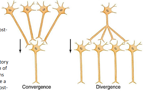 <p>Convergent = summation</p><ul><li><p>will produce a graded post synaptic potential</p></li></ul><p></p>