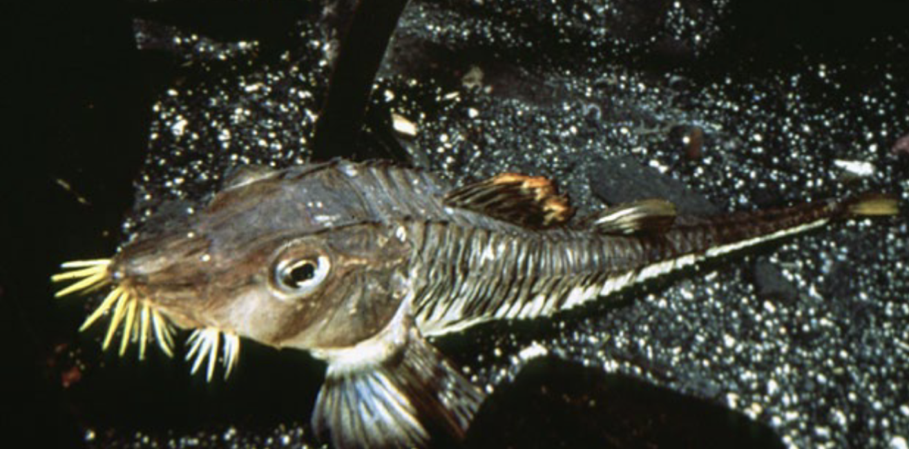 <p>Family Agonidae</p>