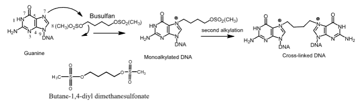 <p>-<strong> </strong><span style="color: red"><strong>Carbon-based alkylating agent</strong></span></p><p>- <strong>Used to treat </strong><span style="color: red"><strong>CML</strong></span></p><p>- <span style="color: red"><strong>Oral</strong></span><strong> and </strong><span style="color: red"><strong>IV</strong></span></p><p>- <span style="color: red"><strong>Monoalkylated </strong></span><strong>and</strong> <span style="color: red"><strong>cross-linked DNA adducts form</strong></span></p><p>- <strong>Can cause </strong><span style="color: red"><strong>serious bone-marrow hypoplasia</strong></span><strong> and </strong><span style="color: red"><strong>myelosuppression</strong></span></p><p>- <strong>Recovery from busulfan-induced pancytopenia can take up to 2 years</strong></p><p>- <span style="color: red"><strong>Crosses the BBB, which can induce seizures</strong></span></p>