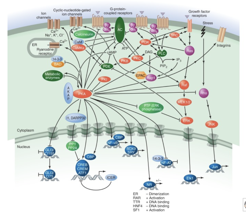 <p>diff cell types</p>