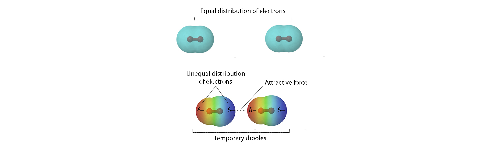 <p><strong>Dispersion forces are present between&nbsp;<em>ALL&nbsp;</em>molecules and other<em>&nbsp;</em>atoms, ions or molecules.</strong></p><p></p><ul><li><p>Electron clouds <strong>fluctuate</strong> → momentary uneven electron distribution → <strong>instantaneous dipole&nbsp;</strong>(areas of positive and negative partial charge).</p></li><li><p>This can <strong>induce</strong> an opposite dipole in a neighbour → attraction.</p></li><li><p>Attractive alignments last longer than repulsive ones → <strong>net attraction</strong>.</p></li></ul><p class="p1"></p>