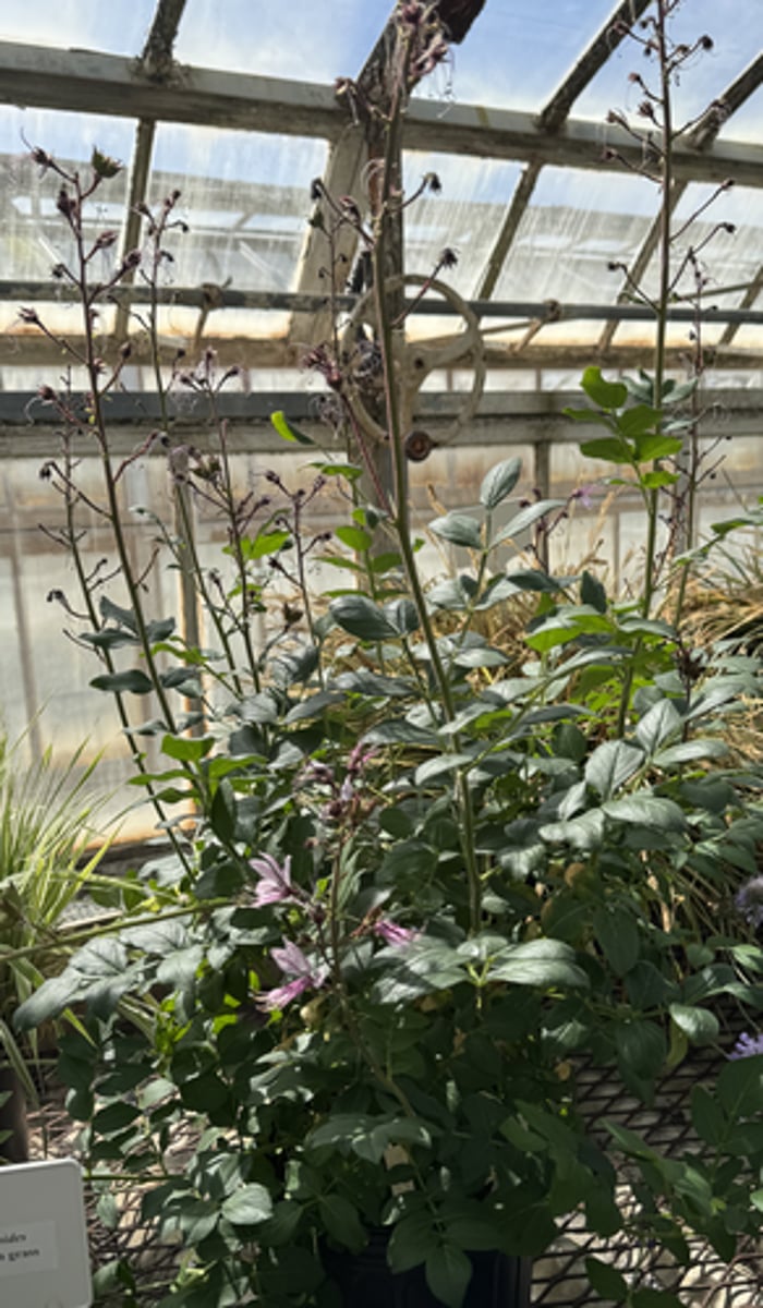 <p>What is the Latin name for this plant?</p>
