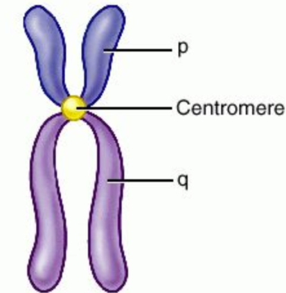 <ol><li><p>Centromere = allows one copy of each duplicate to be pulled into each daughter cell</p></li><li><p>p arm = short arm</p></li><li><p>q arm = long arm</p></li></ol><p></p>