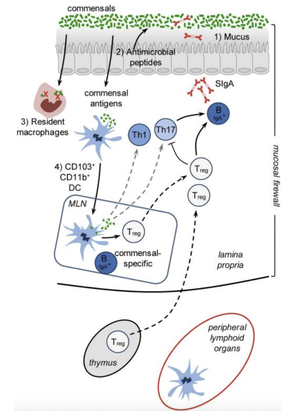 <ul><li><p>mucus: first line of defense</p></li><li><p>antimicrobial peptides: maintain barrier between epithelium and gut lumen</p></li><li><p>macrophages: phagocytose invading commensals or pathogens</p></li><li><p>DC: capture mucosal antigens, traffic to mesenteric lymph nodes &amp; Peyer’s patches, induce commensal-specific T &amp; B cell responses</p></li><li><p>lymphocytes: traffic to gut lamina propria &amp; Peyer’s patches promote B cell IgA class switching</p></li></ul><p></p>