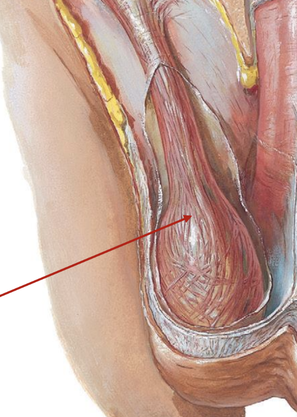 <p>location</p><ul><li><p>somewhat posterior to the penis</p></li></ul><p>structure</p><ol><li><p>sac-like structure covered by fascia (CT) and skin</p></li><li><p>contains muscle fibers (cremaster muscle)</p></li></ol><p></p>