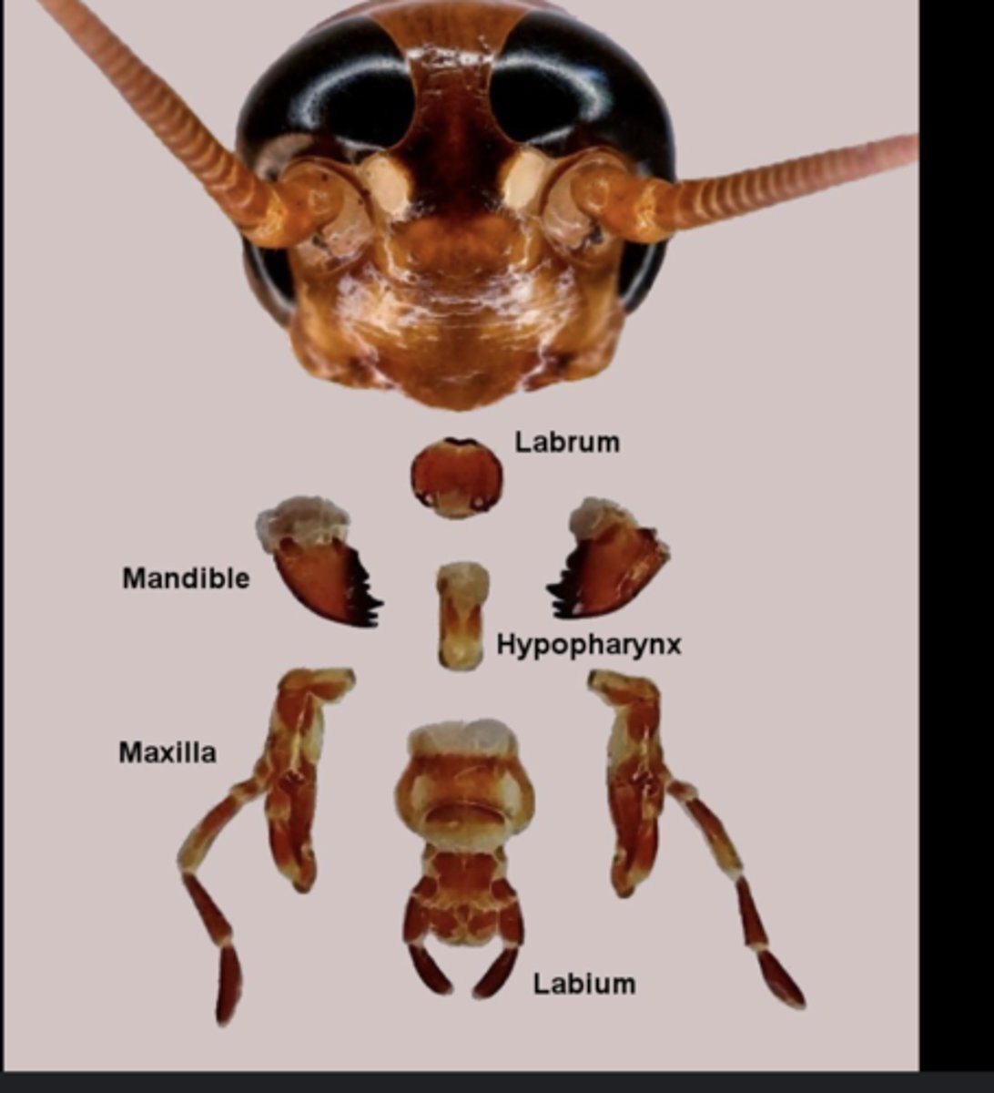 <p>Paired mouthparts that manipulate food and assist mandibles; each bears a sensory palp.</p>