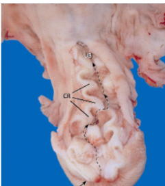 <p>what species cervix is this</p>