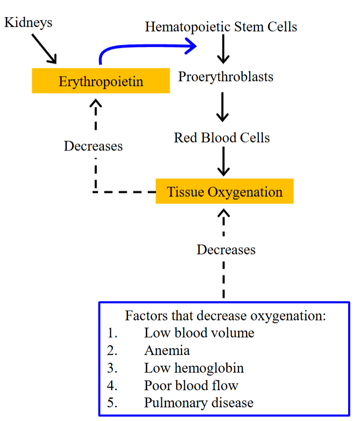 <ul><li><p>Hypoxia (low O₂) is sensed by the kidney cells, which then increase EPO levels. </p></li><li><p>EPO levels in the plasma increase.</p></li><li><p>EPO is carried by blood to the bone marrow, acting on the hematopoietic stem cells to stimulate RBC synthesis. </p></li><li><p>RBC’s are synthesized, which increases the blood hemoglobin conc, increasing oxygen-carrying capacity.</p></li><li><p>Results in tissue oxygenation, decreasing EPO levels. </p></li></ul><p></p>