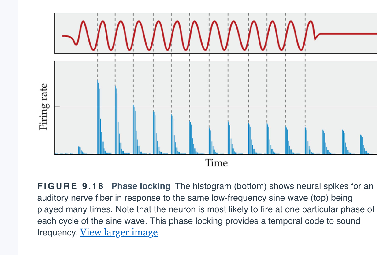 <p><span>Firing of a single neuron at one distinct point in the period (cycle) of a sound wave at a given frequency. (The neuron need not fire on every cycle, but each firing will occur at the same point in the cycle.)</span></p>