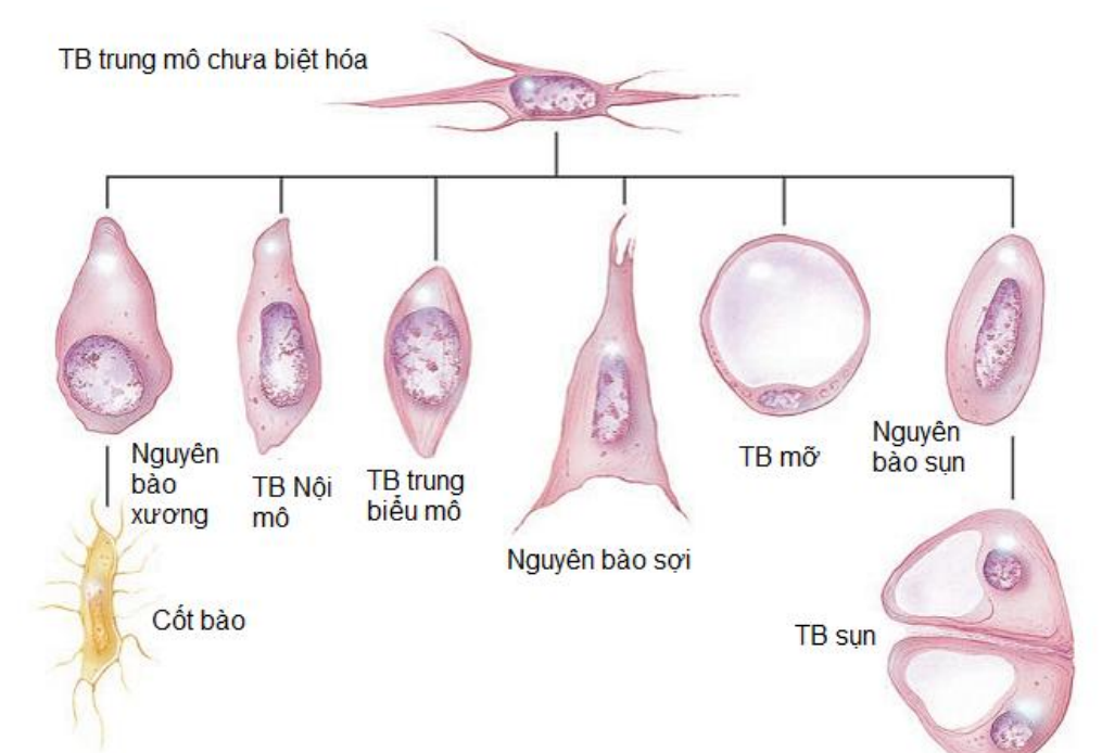 <p>Tên gọi khác là tế bào(gốc) đa năng, có ở phôi thai.</p><p>Khả năng di động yếu</p><p>Một số TB trung mô vẫn tồn tại và chưa biệt hóa ở người trưởng thành(tế bào gốc ở người trưởng thành)</p>