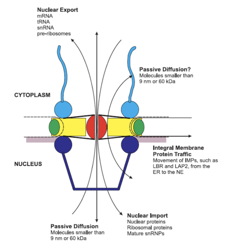 <ul><li><p>nuclear portins</p></li><li><p>highly conserves</p></li><li><p><strong>rigid</strong>&nbsp;strucutre→ opens up&nbsp; &nbsp;gate</p></li><li><p>Passive diffusion→ only with smaller than 9nm or 60kDa</p><ul><li><p>Everything bigger needs energy and help</p></li></ul></li></ul><p></p>