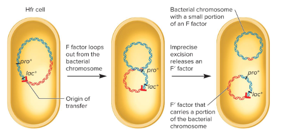 <p>F factors that were once integrated into a bacterial chromosome but were excised in an imprecise fashion and may carry genes that were once found in the bacterial chromosome.</p>