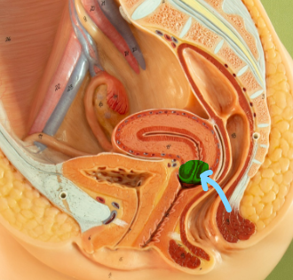 <p>Cervix</p>