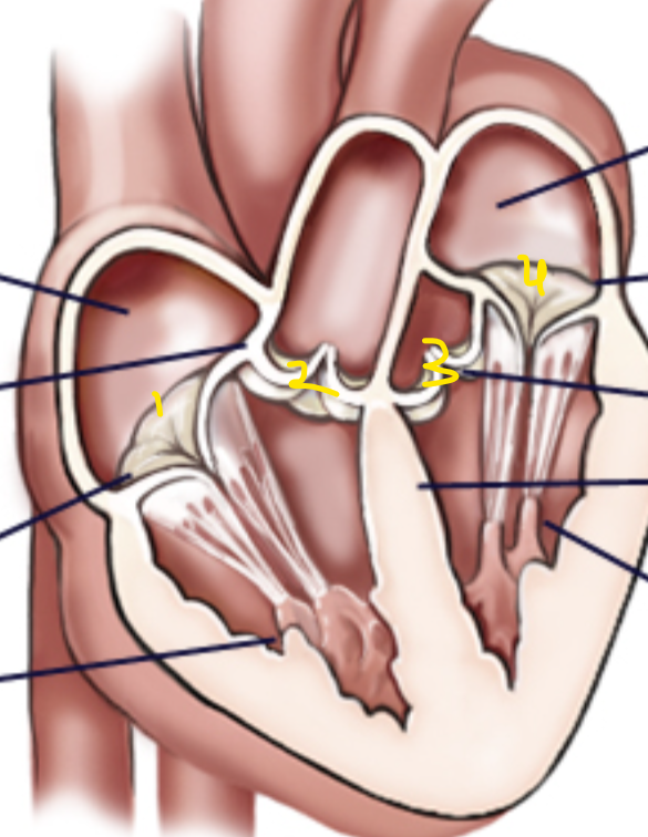 <p>Name the structures in order</p>