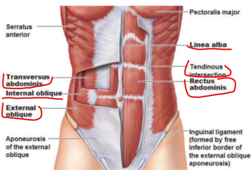 <p><strong><em><u><span>musculus rectus abdominis</span></u><span> </span></em></strong><em><span>-</span></em><span> see keskmine kus absid on</span></p><p><em><span>umbilicus - </span></em><span>naba</span><em><span>&nbsp;</span></em></p><p class="MsoNormal"><em><span>intersectio tendinea</span></em><span>&nbsp;- kõõluse moodi koht abside vahel</span></p><p class="MsoNormal"><strong><em><u><span>vagina m. recti</span></u></em></strong><span> - kiuline kiht m. rectus abdominise peal mis kaitseb seda</span></p><p class="MsoNormal"><strong><em><u><span>m. obliquus abdominis externus&nbsp;</span></u></em></strong></p><p class="MsoNormal"><strong><em><u><span>m. obliquus abdominis internus&nbsp;</span></u></em></strong></p><p class="MsoNormal"><strong><em><u><span>m. transversus abdominis</span></u></em></strong></p><p class="MsoNormal"><em><span>linea alba</span></em></p><p class="MsoNormal"><em><span>lig. inguinale</span></em><span> - inigual ligament</span></p><p class="MsoNormal"><em><span>canalis inguinale</span></em></p><p class="MsoNormal"><strong><em><u><span>m. pyramidalis</span></u></em></strong><em><span> - </span></em><span>väike lihas linea alba all otsas pm pubeide all</span></p><p class="MsoNormal"><em><span>anulus inguinalis profundus</span></em></p><p class="MsoNormal"><em><span>musculus quadratus lumborum</span></em></p>
