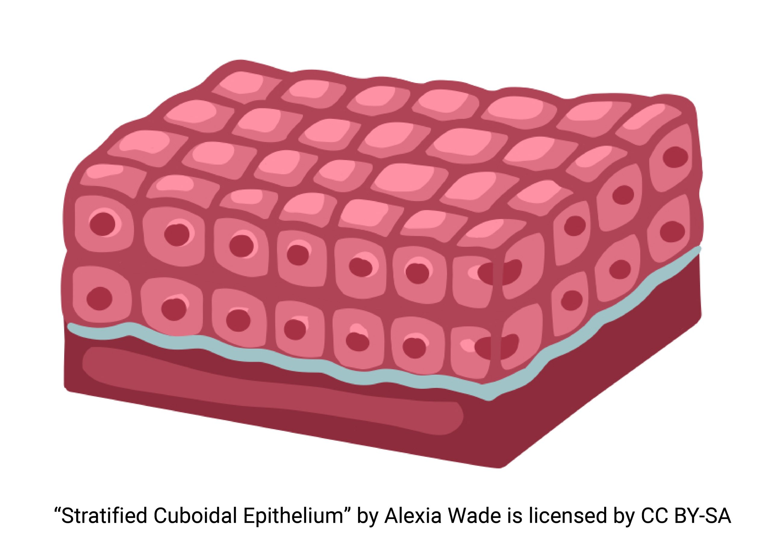 <p>What epithelial tissue is this and where is it found?</p>