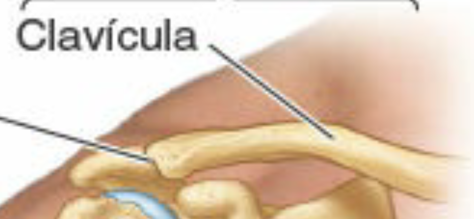 <p>Clavicula</p>