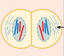 <p>mitosis telophase</p>