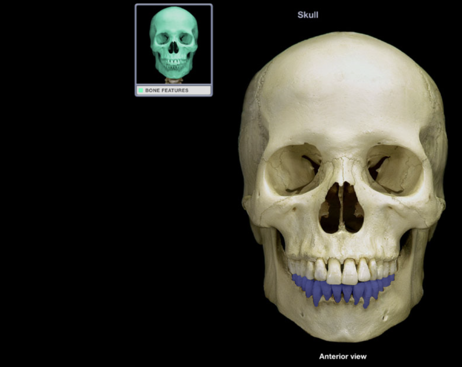 <p>Mandibular teeth</p>