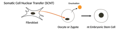 <p><strong>Somatic Cell Nuclear Transfer </strong>(SCNT) is an example of…</p>