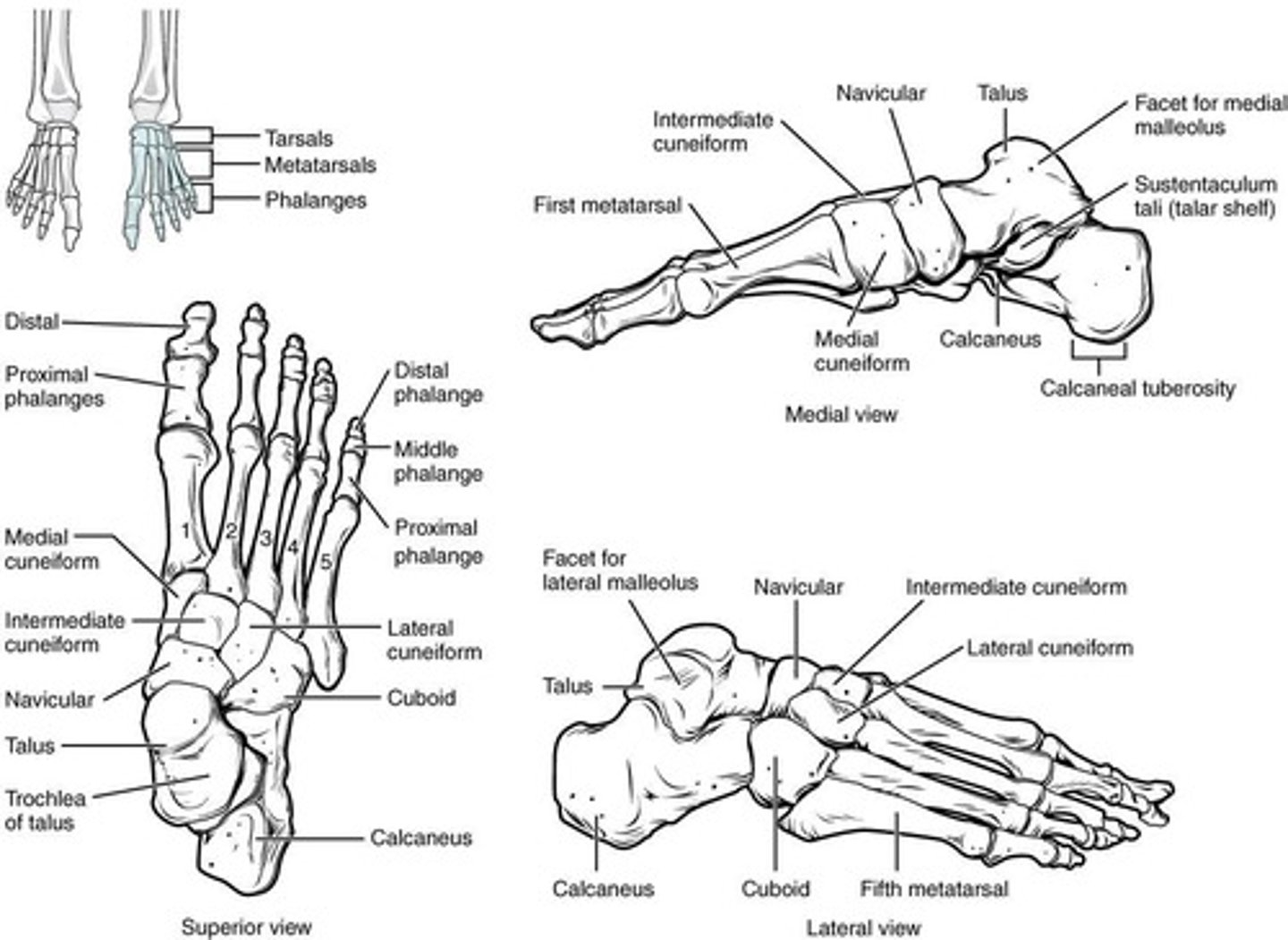 <p>Seven tarsal bones (talus, calcaneus, navicular, medial cuneiform, intermediate cuneiform, lateral cuneiform, cuboid).</p>