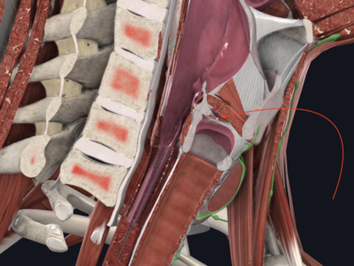 <p>name the ligament in this area</p>