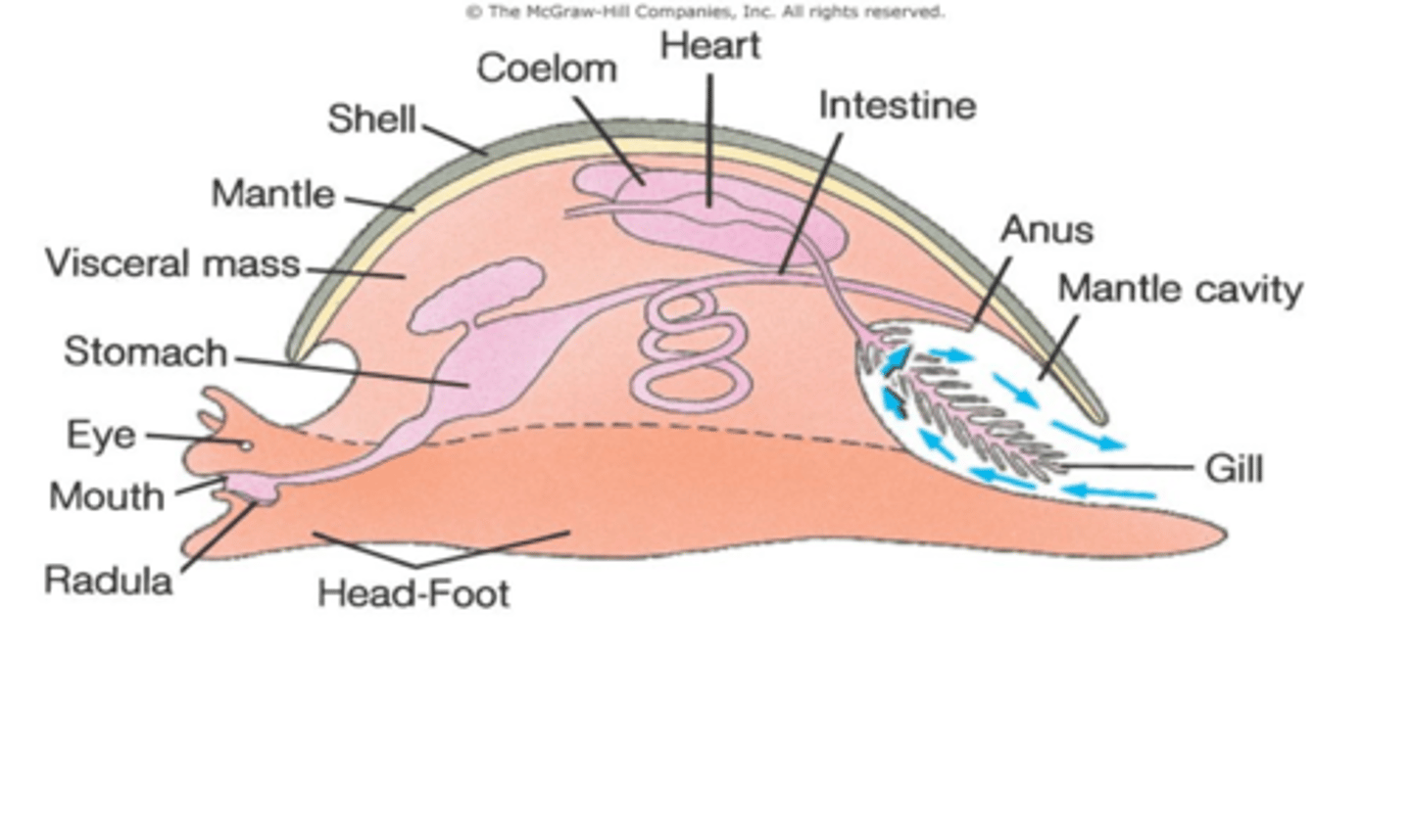 <p>Mollusks possess a reduced coelom that surrounds the heart, nephridia and gonads. What other name is the reduced coelom known as?</p>