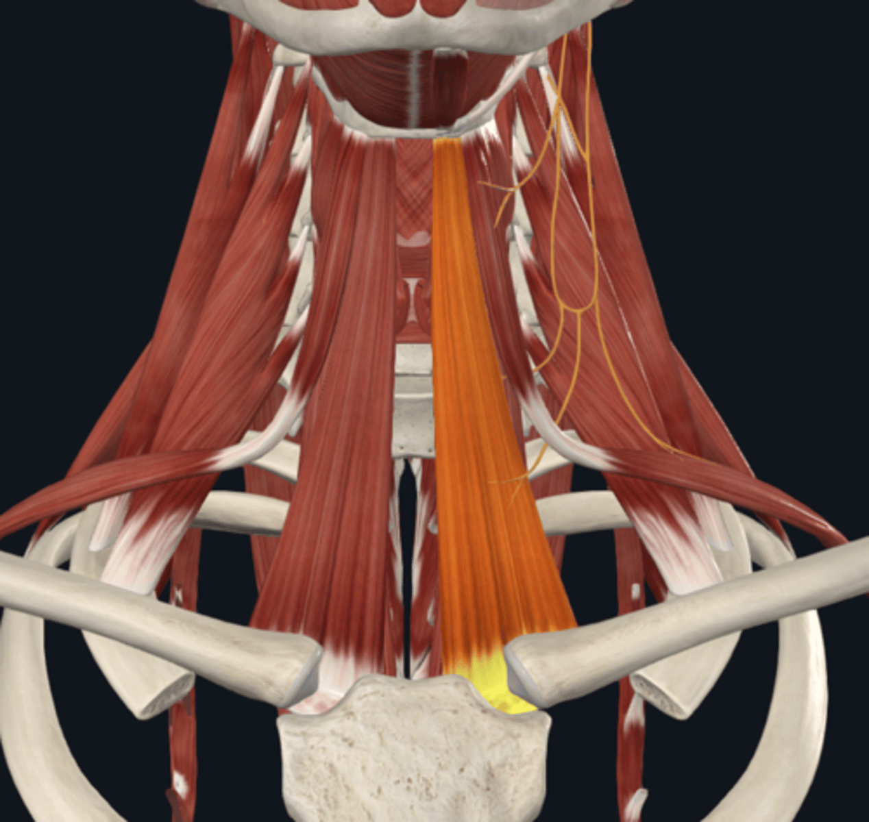 <p>What is the attachment of the sternohyoid muscle of the infrahyoid muscles? What is its function?</p>