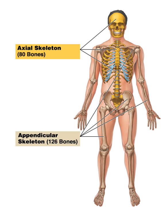 It consists of bones of the skull, thorax, and vertebral column.