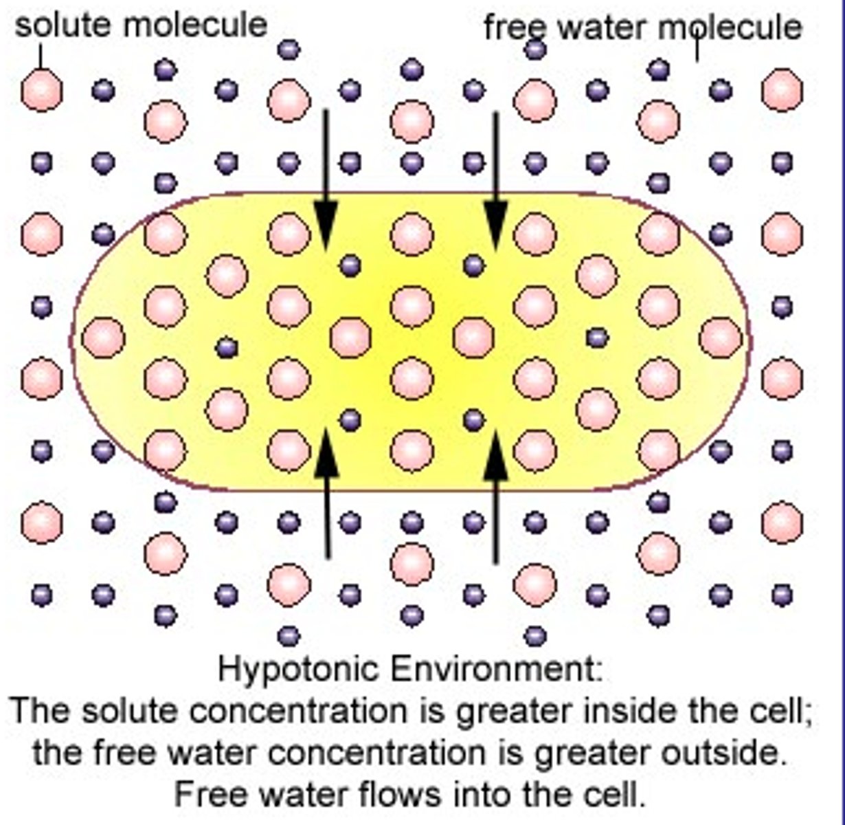 <p>The water concentration OUTSIDE the cell is greater than INSIDE the cell</p><p>(more solute inside the cell then outside the cell)</p>