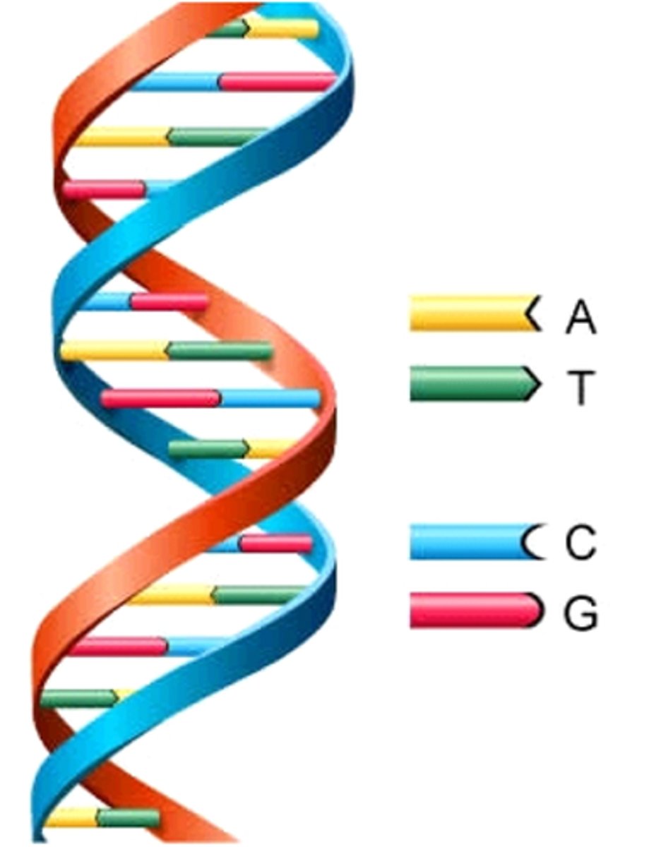 <p>bases on opposite sides of the DNA strand that pair up A-T, C-G (A-U, G-C in RNA)</p>