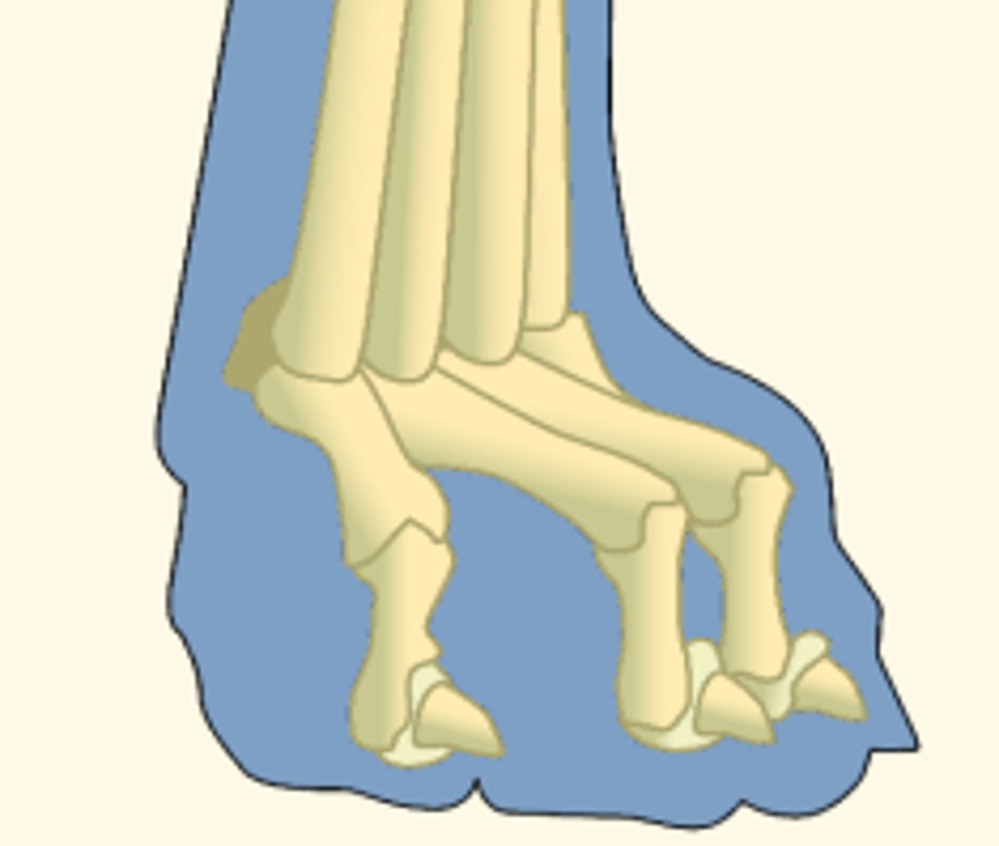 <p>What are the digits (fingers) called?</p>