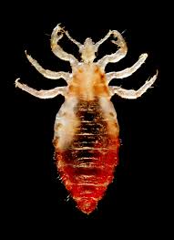 <p>lice (claws are diagnostic)</p>