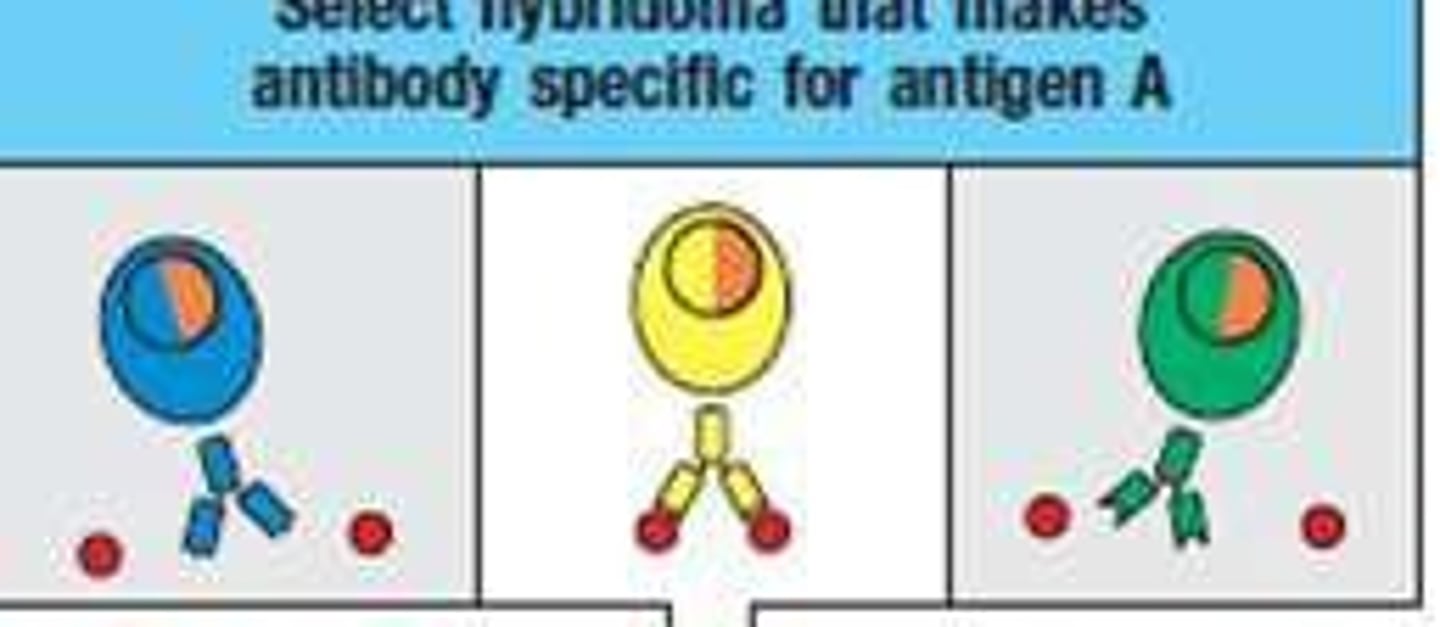 <p>Lab-made antibodies that mimic one specific antibody and are often used for therapy or diagnostics.</p>