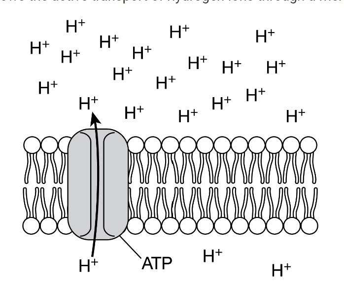 <p>The illustration shows the active transport of hydrogen ions through a membrane protein.</p><p>Which of the following best predicts the effect of not having ATPATP available to supply energy to this process?</p>