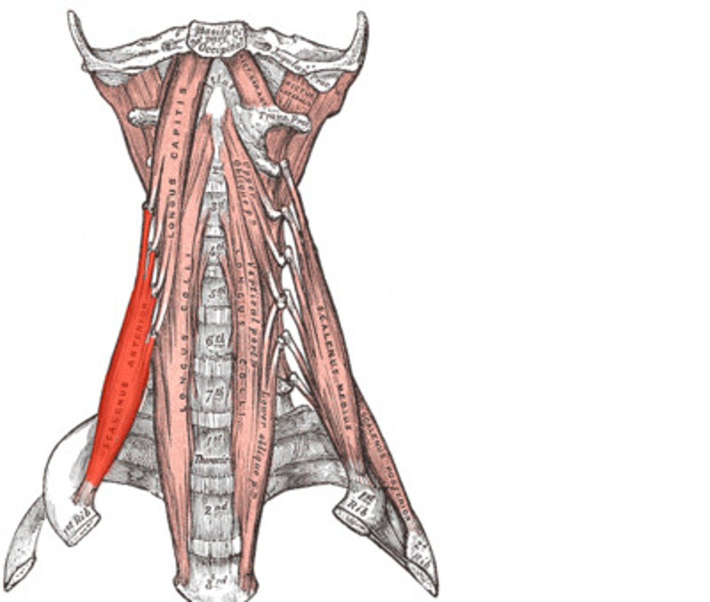 <p>1st rib</p>