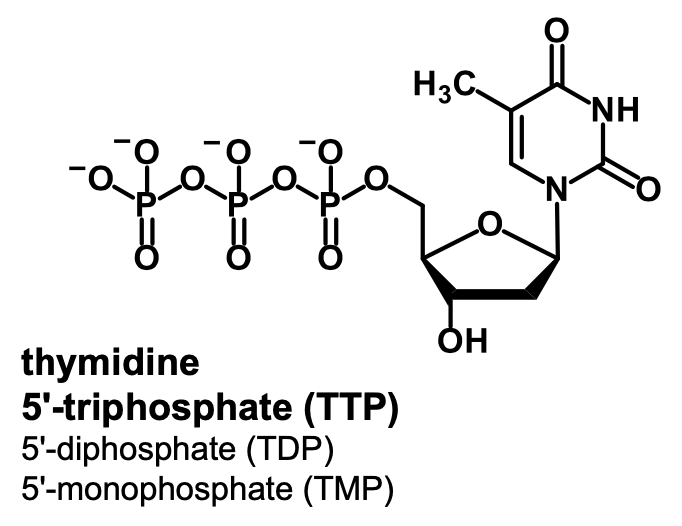 <p>thymidine 5’-mono/di/triphosphate (TMP/TDP/TTP)</p>