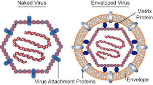 <p>Whatâs are some <strong>cons</strong> of Naked Viruses? (2)</p>