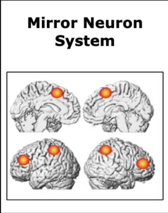 <p>rapid, automatic processing of face, body language and behaviour of others - <strong>social detection</strong></p><ul><li><p>premotor cortex, primary somatosensory cortex, inferior parietal cortex</p></li></ul><p></p>