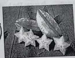 <p>the starfruit</p>