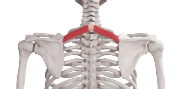 <p>Action: Scapular retraction, downward rotation</p><p>Origin: C7-T1 spinous process</p><p>Insertion: Medial border of scapula</p><p>Innervation: Dorsal scapular nerve (C5)</p>
